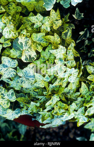 Hedera colchica Felimida 'Variegata' ist eine immergrüne Kletterpflanze, die als Verteiler oder Trailer wachsen in voller Sonne oder Halbschatten verwendet werden und ist frost Ausschreibung Stockfoto