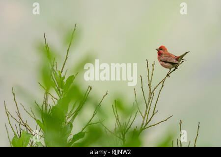 Gemeine Rosefinch (Carpodacus erythrinus) auf einem Zweig im georgischen Kaukasus. Stockfoto