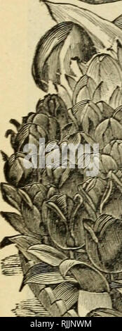 . Beckert von Glühlampen. Verkaufskataloge Samen; Lampen (Pflanzen) Samen Samen Kataloge Kataloge; Blumen; Garten Werkzeuge Kataloge. . Bitte beachten Sie, dass diese Bilder sind von der gescannten Seite Bilder, die digital für die Lesbarkeit verbessert haben mögen - Färbung und Aussehen dieser Abbildungen können nicht perfekt dem Original ähneln. extrahiert. Wm. C. Beckert (Firma); Henry G. Gilbert Baumschule und Saatgut Handel Katalog Kollektion. Allegheny, Pa.: W. C. Beckert Stockfoto