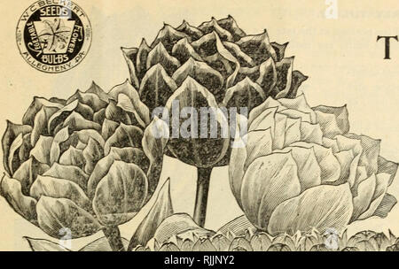 . Beckert von Glühlampen. Verkaufskataloge Samen; Lampen (Pflanzen) Samen Samen Kataloge Kataloge; Blumen; Garten Werkzeuge Kataloge. Zwiebeln und Samen für den Herbst 1896. 7. Tulpen.. Bitte beachten Sie, dass diese Bilder sind von der gescannten Seite Bilder, die digital für die Lesbarkeit verbessert haben mögen - Färbung und Aussehen dieser Abbildungen können nicht perfekt dem Original ähneln. extrahiert. Wm. C. Beckert (Firma); Henry G. Gilbert Baumschule und Saatgut Handel Katalog Kollektion. Allegheny, Pa.: W. C. Beckert Stockfoto