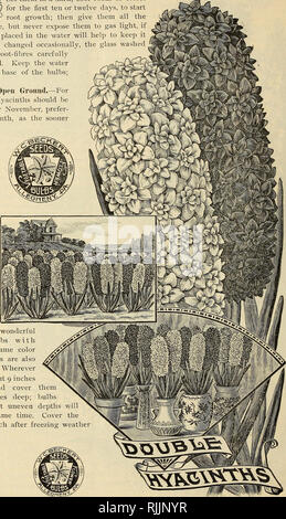 . Beckert von Glühlampen. Verkaufskataloge Samen; Lampen (Pflanzen) Samen Samen Kataloge Kataloge; Blumen; Garten Werkzeuge Kataloge. . Bitte beachten Sie, dass diese Bilder sind von der gescannten Seite Bilder, die digital für die Lesbarkeit verbessert haben mögen - Färbung und Aussehen dieser Abbildungen können nicht perfekt dem Original ähneln. extrahiert. Wm. C. Beckert (Firma); Henry G. Gilbert Baumschule und Saatgut Handel Katalog Kollektion. Allegheny, Pa.: W. C. Beckert Stockfoto