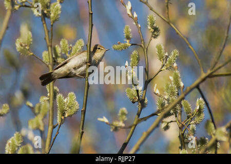 Gemeinsame Chiffchaff im Sommer Stockfoto