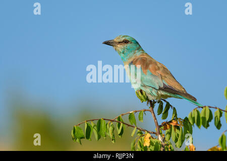 Europäische Walze (Coracias garrulus) im Vashlovani-Nationalpark, Georgien. Stockfoto