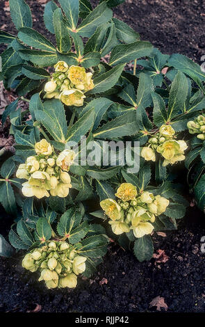 Korsische nieswurz Helleborus argutifolius oder eine winterharte immergrüne Staude mit hellgrünen Blüten im Winter und frühen Frühling Stockfoto