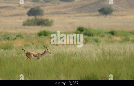 Männliche goitreed Gazelle (Gazella subgutturosa) im Nationalpark Vashlovani, Georgia. Stockfoto