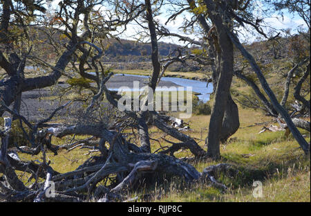 Karukinka, einem unberührten Biosphärenreservat im Herzen von Tierra del Fuego, Südchile Stockfoto