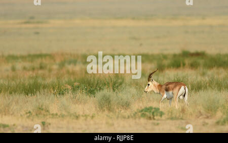 Männliche goitreed Gazelle (Gazella subgutturosa) im Nationalpark Vashlovani, Georgia. Stockfoto