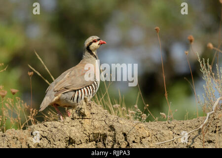 Chukar Partridge (Alectoris chukar) im Vashlovani-Nationalpark, Georgien. Stockfoto