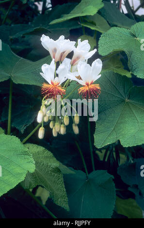 Sparrmannia africana mit weißen Blüten und roten und gelben Staubgefäßen, die im späten Frühling Frühsommer erscheinen Dies ist ein immergrüner Strauch und Frost Ausschreibung Stockfoto