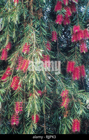 Callistemon 'splendens mit vielen Blumen im Frühjahr und Sommer auch genannt Crimson Bottlebrush oder Bottlebrush immergrüner Pflanzen und ist Stockfoto