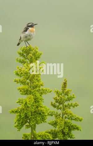 Whinchat (Saxicola rubetra) im Kaukasus, Georgien. Stockfoto