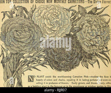 . Ihre Wohnungen: 1901 verschönern. Saatgut Industrie und Handel; Samen; Blumen; Pflanzen, Zierpflanzen, Leuchtmittel (Pflanzen); Rosen. Miss Ella V. Baines, der Frau, Florist, Springfield, Ohio, BON TON SAMMLUNG VON Wahl neue monatliche Nelken-^ Die e Blume.. Bitte beachten Sie, dass diese Bilder sind von der gescannten Seite Bilder, die digital für die Lesbarkeit verbessert haben mögen - Färbung und Aussehen dieser Abbildungen können nicht perfekt dem Original ähneln. extrahiert. Henry G. Gilbert Baumschule und Saatgut Handel Katalog Sammlung; Ella V. Baines (Hart). Springfield, Ohio: Baines Stockfoto