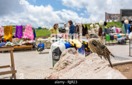 Juvenile Alpine Accentor (Prunella collaris) auf einem kleinen lokalen Markt am Jvari Pass, Georgia. Stockfoto