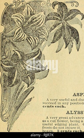 . Ihre Wohnungen: 1901 verschönern. Saatgut Industrie und Handel; Samen; Blumen; Pflanzen, Zierpflanzen, Leuchtmittel (Pflanzen); Rosen. Miss Ella V, Baines, der Frau, Florist, Springfield, Ohio,. Bitte beachten Sie, dass diese Bilder sind von der gescannten Seite Bilder, die digital für die Lesbarkeit verbessert haben mögen - Färbung und Aussehen dieser Abbildungen können nicht perfekt dem Original ähneln. extrahiert. Henry G. Gilbert Baumschule und Saatgut Handel Katalog Sammlung; Ella V. Baines (Hart). Springfield, Ohio: Baines Stockfoto
