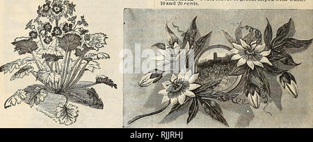 . Schöne Blumen: Frühjahr 1895. Baumschulen Iowa Cedar Falls Kataloge; Blumen Samen Samen Kataloge Kataloge; Gemüse; Glühlampen (Pflanzen) Kataloge; Pflanzen, Zierpflanzen Kataloge. 46 Und Joseph Bancroft, Cedar Falls, Iowa. PANDANUS UTILIS. (Schraube Kiefer.) Also von der Anordnung der fsme Blätter am Stengel genannt. Es ist eine schöne Anlage, exzellente Lage zum Zentrum von Vasen oder Körbe angepasst oder gewachsen, wie eine einzelne Probe. Preis, $ 1,00 bis $ 3,00. PHORMIUM TENAX VARIEGATA. Wir haben einige Exemplare Dieser tbe Bunte Neuseeland Flachs. Sie sind Fächerförmige. Wenn große DEC-orative Pflanzen werden wollte Stockfoto