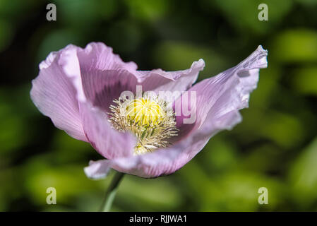 Bunte flieder und lila Brot samen Mohn Blume im Wind auf einem grünen Frühling Garten. Sanfte Bewegungen in der Brise. Schlafmohn (Papaver somniferum) Stockfoto