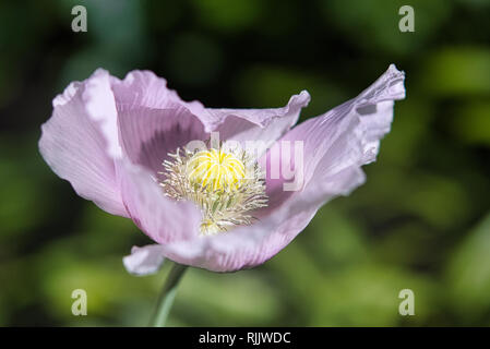 Zarte Lila & lila Brot samen Mohn Blume im Wind auf einem grünen Frühling Garten. Sanfte Bewegungen in der Brise. Schlafmohn (Papaver somniferum) Stockfoto