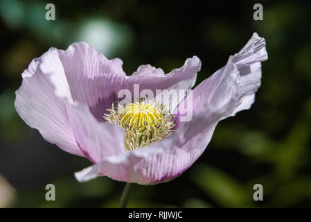 Fragile flieder und lila Brot samen Mohn Blume im Wind auf einem grünen Frühling Garten. Sanfte Bewegungen in der Brise. Schlafmohn (Papaver somniferum) Stockfoto