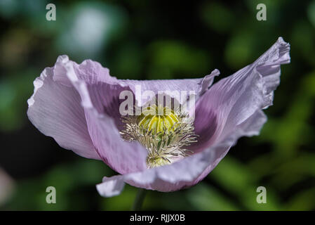 Das idyllische, Flieder und Lila Brot samen Mohn Blume im Wind auf einem grünen Frühling Garten. Sanfte Bewegungen in der Brise. Schlafmohn (Papaver somniferum) Stockfoto