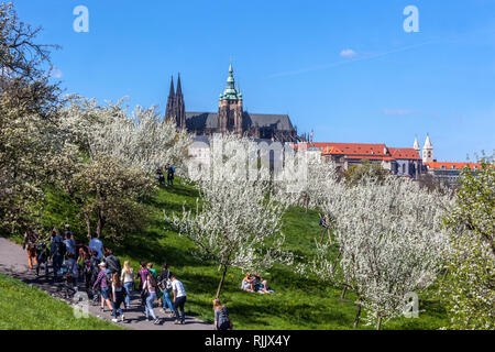 Blühende Bäume im Petrin Park Prager Burg Hintergrund, eine Menge von Menschen zu Fuß im Garten, Prager Burg Panorama Frühling Ansicht, Tschechische Republik Stockfoto