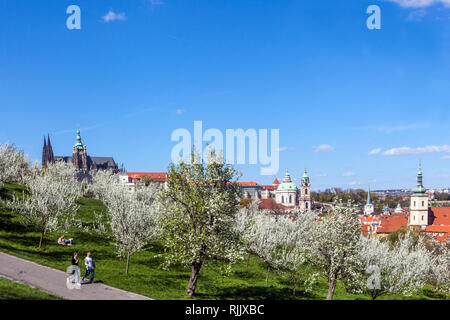 Blühende Bäume in Petrin Park, Frühjahr geeignet für einen romantischen Spaziergang mit Prager Burg Panorama Stockfoto