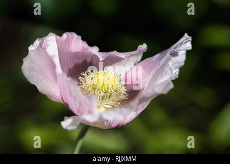 Ziemlich flieder und lila Brot samen Mohn Blume im Wind auf einem grünen Frühling Garten. Sanfte Bewegungen in der Brise. Schlafmohn (Papaver somniferum) Stockfoto