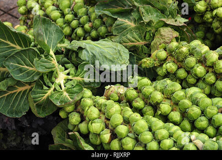 Stängel und Blätter von Rosenkohl am Marktstand Stockfoto