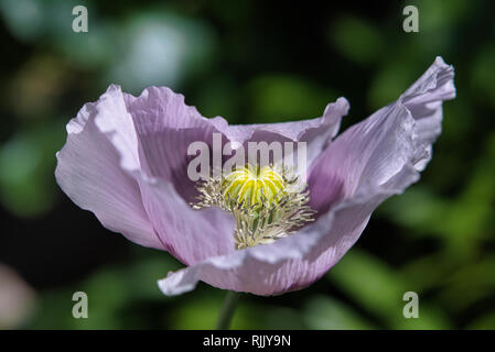 Subtile flieder und lila Brot samen Mohn Blume im Wind auf einem grünen Frühling Garten. Sanfte Bewegungen in der Brise. Schlafmohn (Papaver somniferum) Stockfoto