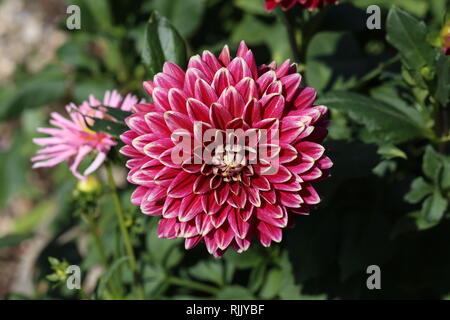 Rote Dahlie Blume in voller Blüte im Garten Stockfoto