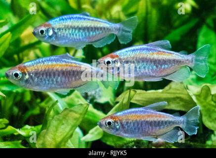 Shoaling Congo Tetras Tropische Süßwasserfische (Phenacogrammus interruptus) Stockfoto