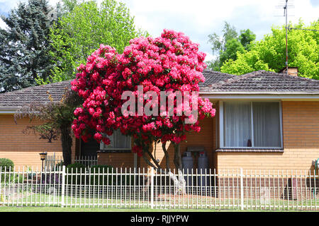 Besuchen sie Australien. Scenics und Blick entlang der Straße von Melbourne nach Daylesford und Trentham, Victoria, Australien. Rote Blüte Gum Tree Stockfoto