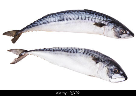 Frische Makrele Fisch auf dem weißen Hintergrund isoliert Stockfoto