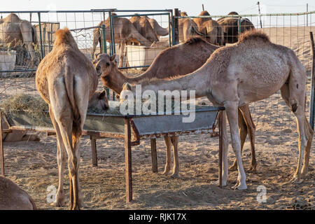 Gruppe von kamelen Fütterung in der Wüste von Abu Dhabi. UAE Stockfoto