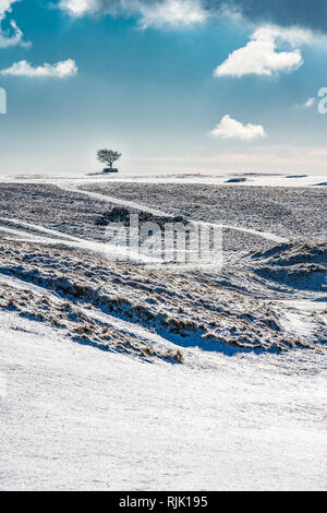 Einzelnen Baum am Horizont über eine verschneite winter Vista, Cleeve Hill, Cotswolds, Gloucestershire, VEREINIGTES KÖNIGREICH Stockfoto