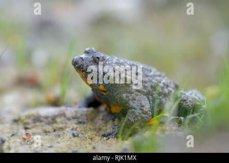 Ululone Appenninico, Geburtshelferkröte Pachypus, Italien, Europa Stockfoto