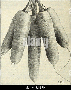 . Beckert der Samen. Baumschulen (Gartenbau) Pennsylvania Pittsburgh Kataloge; Baumschulen Pennsylvania Pittsburgh Kataloge; Gemüse Samen Pennsylvania Pittsburgh Kataloge; Blumen Samen Pennsylvania Pittsburgh Kataloge, Leuchtmittel (Pflanzen) Pennsylvania Pittsburgh Kataloge. Giant-Podded Pole Limabohnen NEUE WASHINGTON rost-resistent, das Ergebnis von zehn Jahren' Auswahl Spargel und Zucht von der US-Abteilung von Landwirtschaft und Kultur, diese Sorte wird schließlich der Platz von allen anderen Sorten im Anbau. Es ist lebhaft und ertragreiche, und die einzige Spargel, die resistent gegen die tödliche Stockfoto