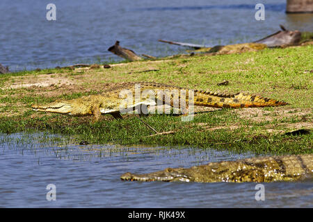 Ein Krokodil Wanderungen zum See hinunter Rand in einem Gang als "Spaziergang" bekannt. eine Haltung, die von ihrer Hüfte Struktur, die ihre fortbewegung eingeschränkt diktiert Stockfoto