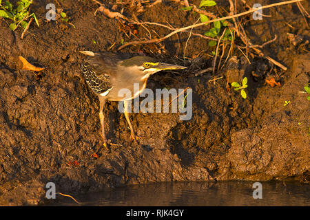 Einen einsamen Grünen Backed Heron steht am Rande des Rufiji Fluss geduldig beobachten für alle Fische, Amphibien oder grösseren Wirbellosen. Stockfoto