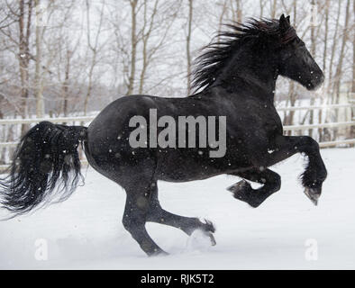 Friesenpferd in Kanada im Winter Schnee läuft Stockfoto
