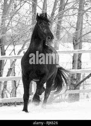 Schwarz-weiß-Bild von einem friesenpferd im Schnee läuft Stockfoto
