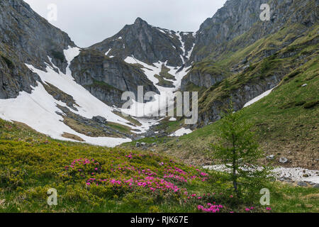 Blüte rosa Rhododendron in die Berge, blühende Tal in den Karpaten, Rumänien Stockfoto