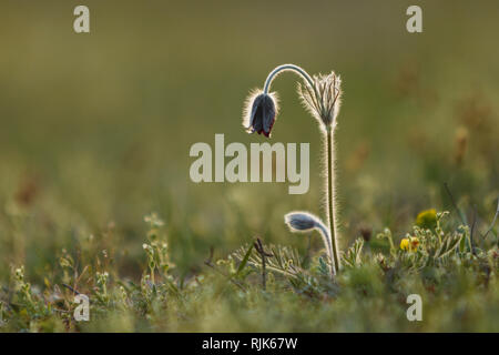 Pulsatilla Blume oder Ostern Blume blüht, weichem grünen Gras Hintergrund, spring flower Stockfoto