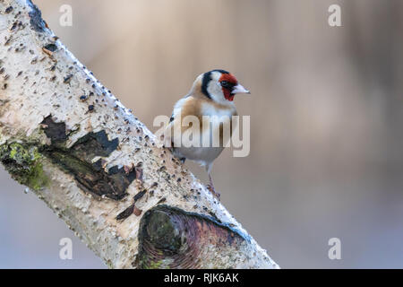 Männliche Stieglitz (Carduelis carduelis) auf Silver Birch Zweig mit schönen Bokeh Hintergrund thront Stockfoto