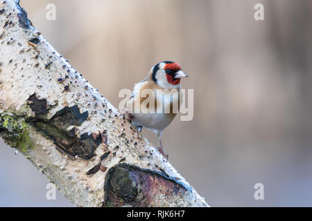 Männliche Stieglitz (Carduelis carduelis) auf Silver Birch Zweig mit schönen Bokeh Hintergrund thront Stockfoto