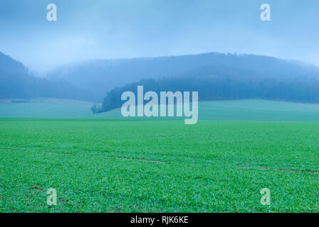 Ein grünes Feld in der Front, nebligen Bergen in der Rückseite Stockfoto