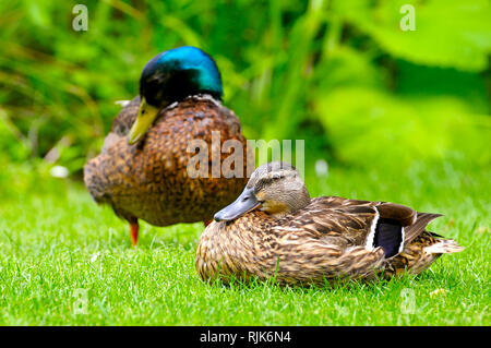 Inländische Ente auf einem Hintergrund der grünen Pflanzen Stockfoto