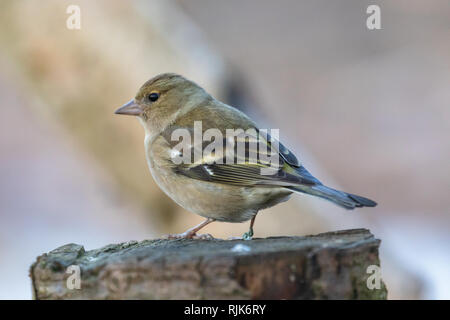 Weibliche Buchfink (Fringilla coelebs) hocken in natürlichen Lebensraum Wald Stockfoto