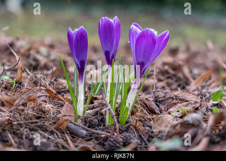 Crocus Blumen auf grünen Hintergrund Stockfoto