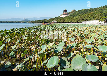 Lotus auf dem See Stockfoto