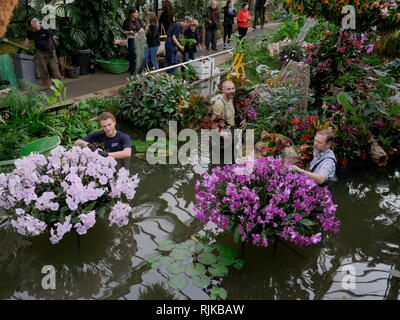 Kew Gardens in London, UK. 6 Feb, 2019. Gärtner bereiten für die Orchidee Festival beginnt am 9. Februar Credit: Anthony Collins/Alamy leben Nachrichten Stockfoto